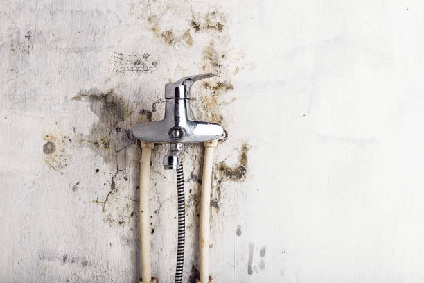 Best Toxic Mold Removal  in Forrest, IL