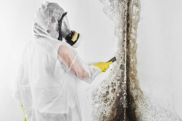 Best Certified Mold Removal  in Forrest, IL