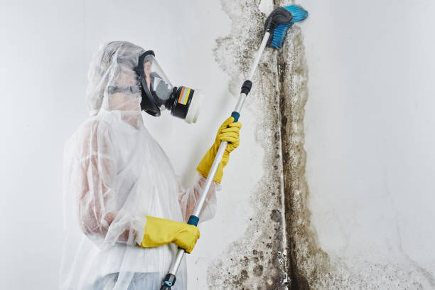 Best Black Mold Removal  in Forrest, IL