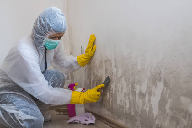 Best Mold Remediation Services  in Forrest, IL