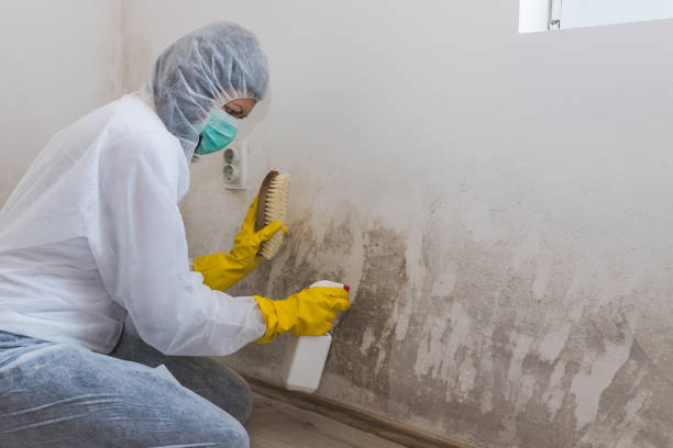 Best Mold Removal Process  in Forrest, IL