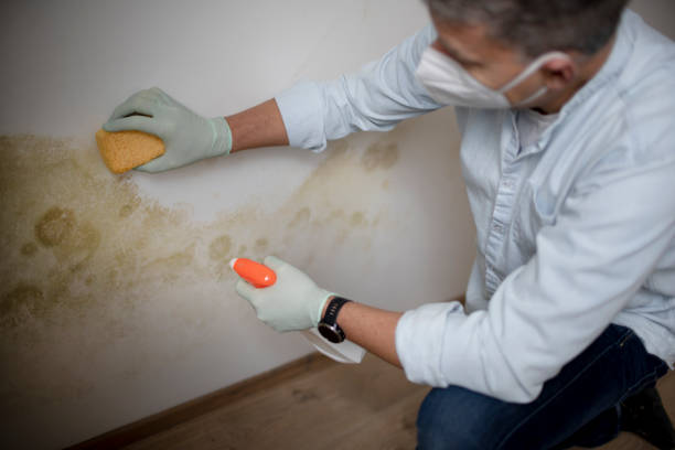 Best Affordable Mold Removal  in Forrest, IL