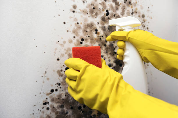 Best Local Mold Removal Service  in Forrest, IL