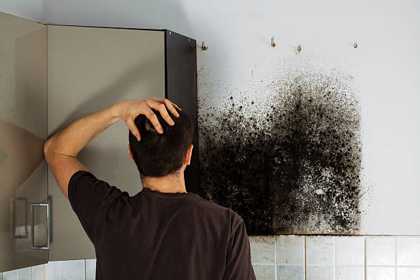 Best Mold Removal Near Me  in Forrest, IL