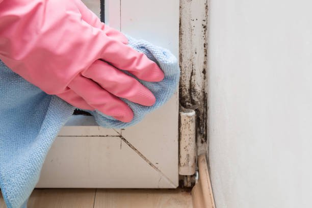 Mold Removal Process in Forrest, IL