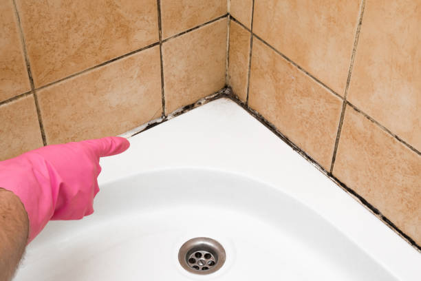 Best Mold Remediation  in Forrest, IL