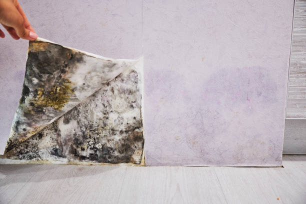Best Office Mold Removal Services  in Forrest, IL